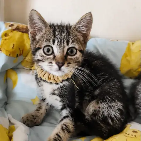 Citron