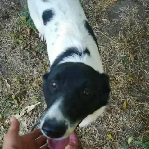 Bibi