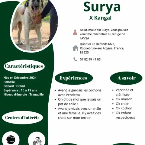 Surya photo 2