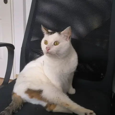 Simba photo 2