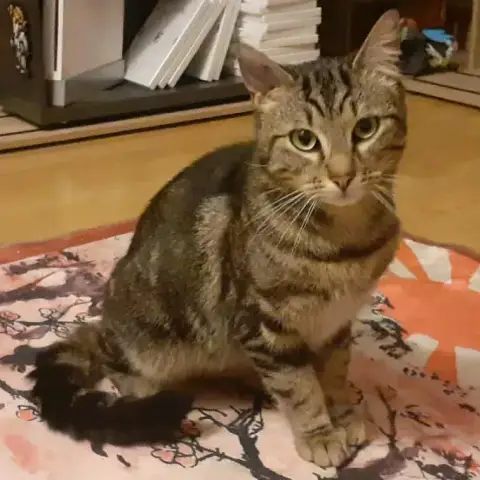 Tigrou
