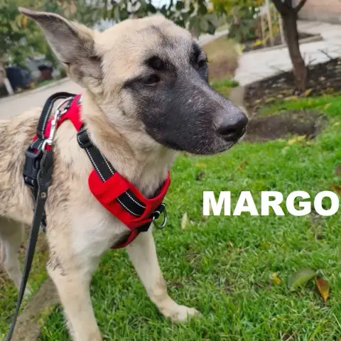 Margo