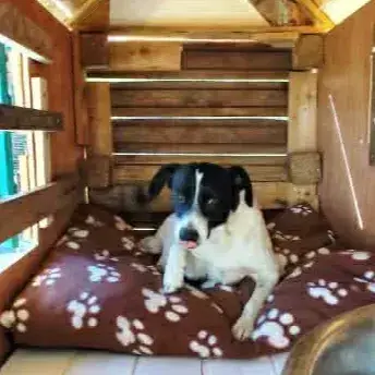 Snoopy photo 2