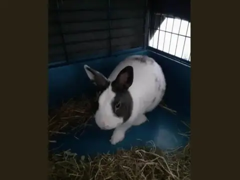 Bunny