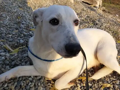 Lena
