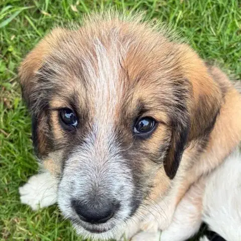 Coco