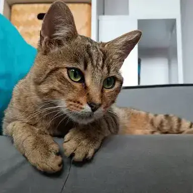 Gus