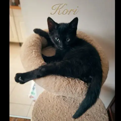 Kori
