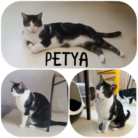 Petya