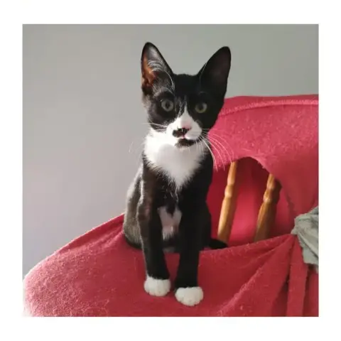 Bonita