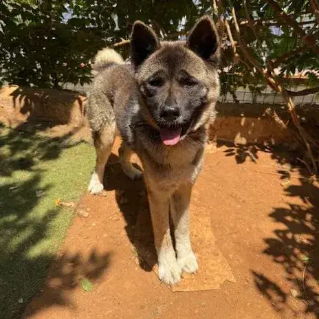 Akiva