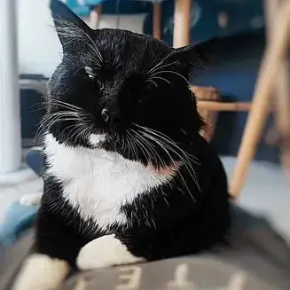 Felix