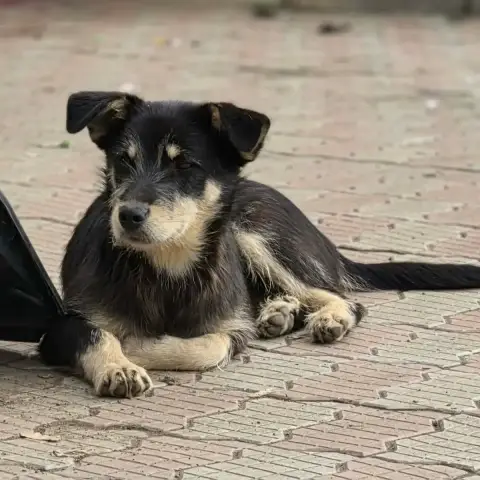 Zorro