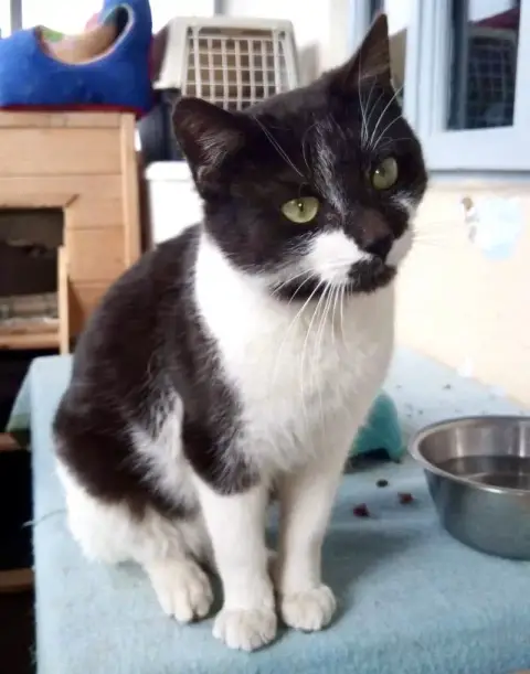 Zorro photo 2