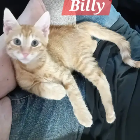 Billy photo 3