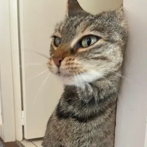 Bonnie