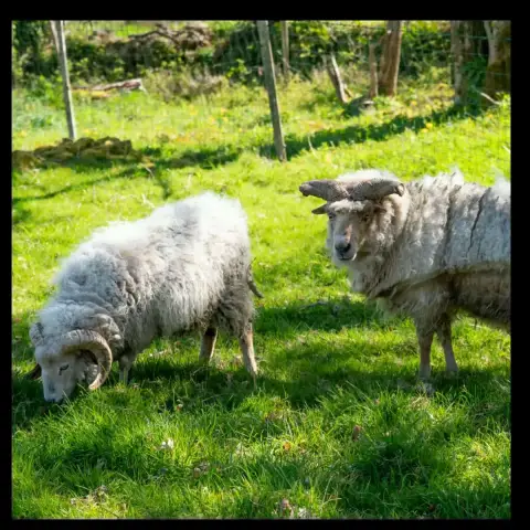 Ulysse Et Ragnar