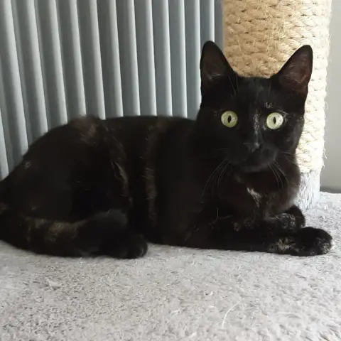 Pepper