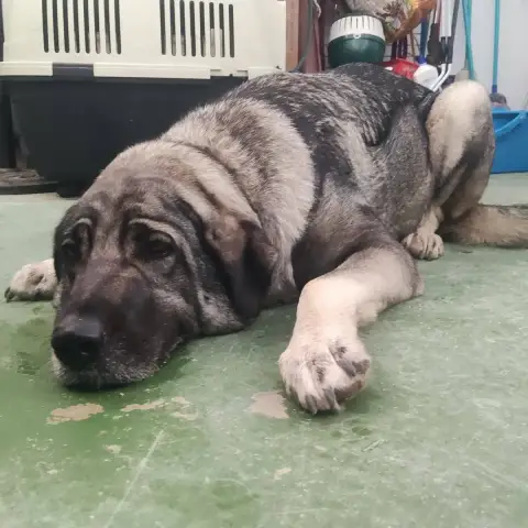 Galia