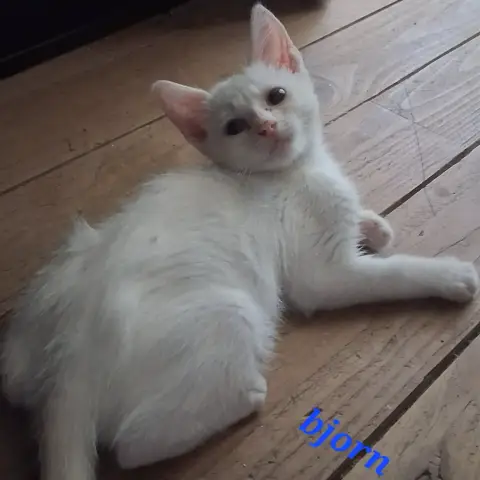 Bjorn