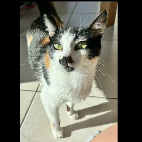 Miminette