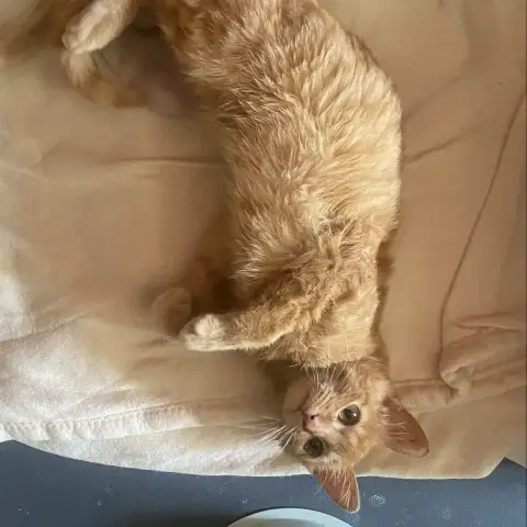 Oliver photo 3
