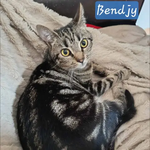 Bendjy