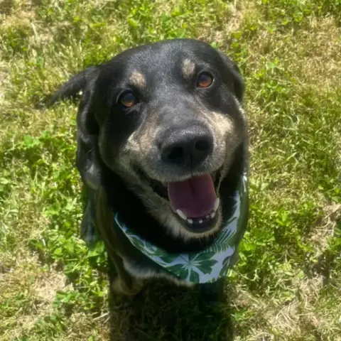 Piki