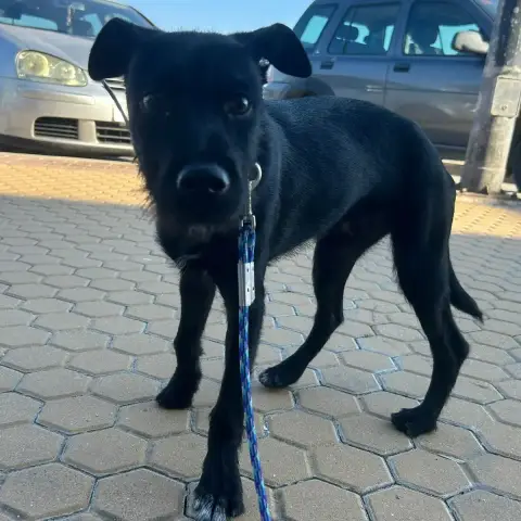 Koda