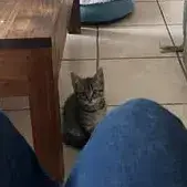 Bengal photo 3