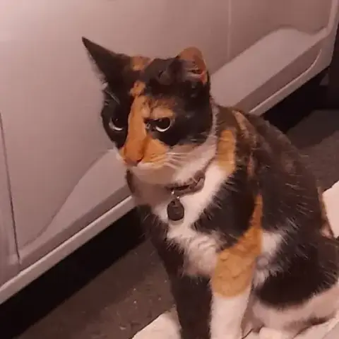 Kyära
