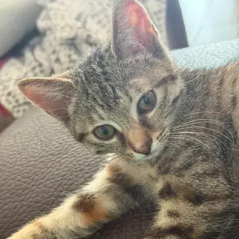 Tchoupette