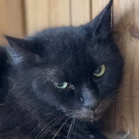 Attila