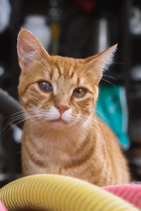 Simba Et Picasso photo 2