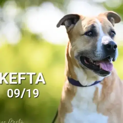 Kefta