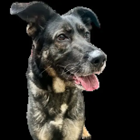 Roxy