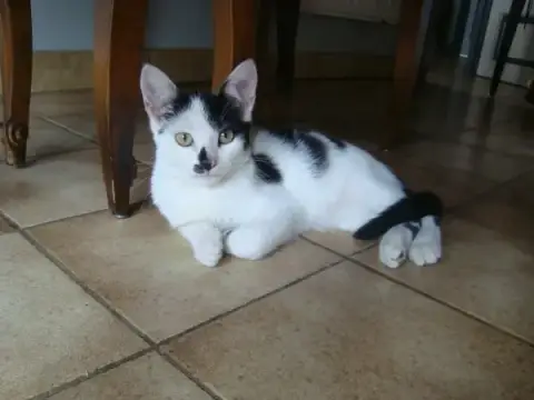 Trois Chatons Trouves photo 3