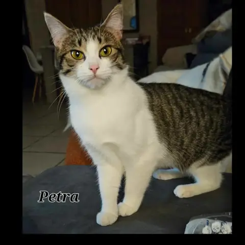 Pétra