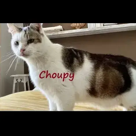 Choupy