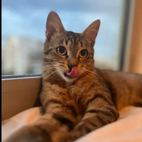 Neta