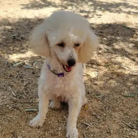 Lili photo 2