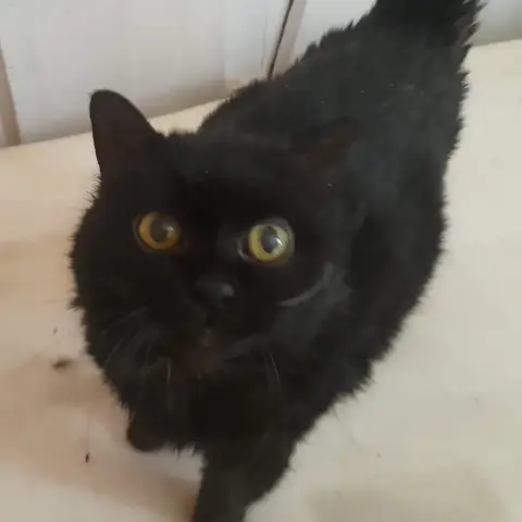 Obsie