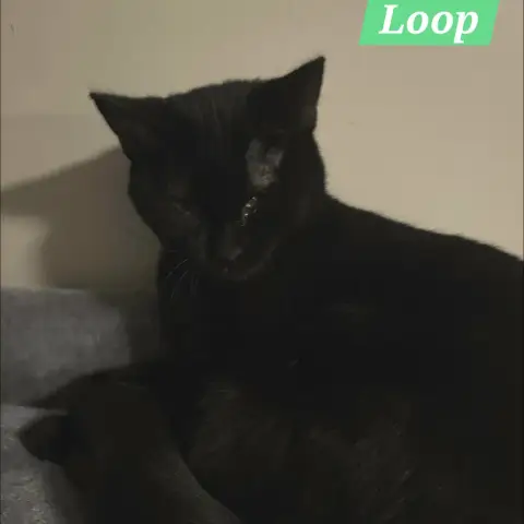 Loop