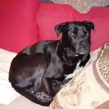 Sam