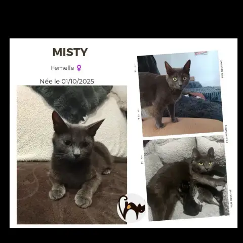 Misty