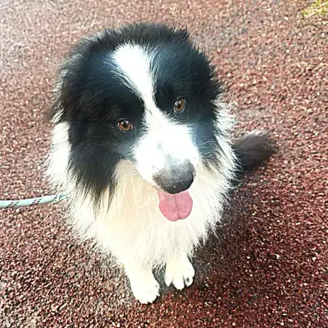 Olaf photo 2