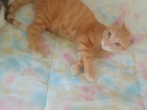 Pirate
