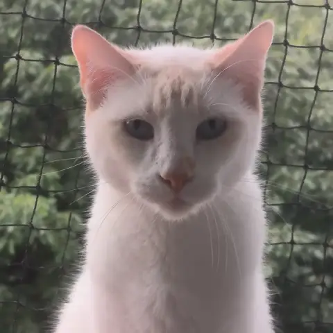 Moguaï