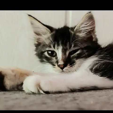Brandy photo 2