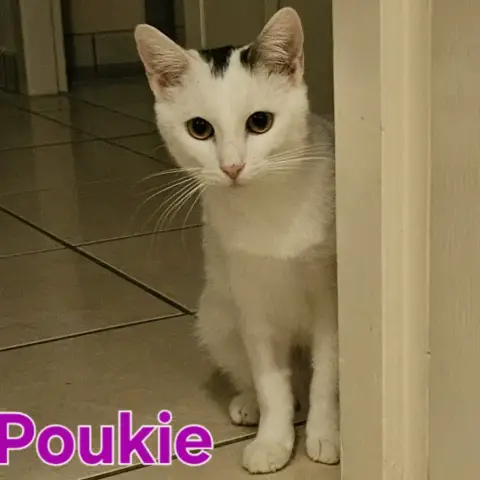 Poukie